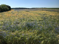 Korenveld met korenbloemen bij Moritzburg