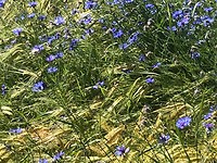 korenbloemen