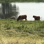 Pootje baden in de Elbe