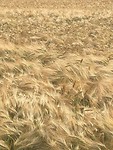 Uitzicht langs de Elbe