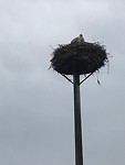Een van de ooievaarsnesten onderweg