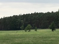Kraanvogels