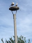 Ieder dorp een eigen ooievaarsnest