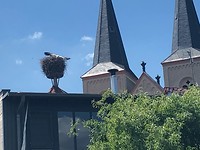 En alweer een ooievaarsnest