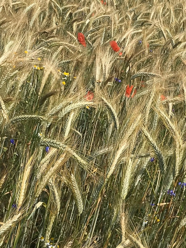Mooi korenveld