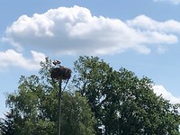 Alweer een nest met ooievaars