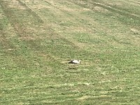 Ooievaars in het veld