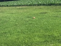 De vos in het veld