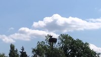 Klepperende ooievaar op het nest