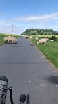 Schapen onderweg