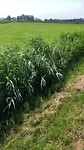 Windkracht 6 tegen....