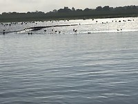 Laatst blik over de Elbe vanaf het veer van Gluckstadt