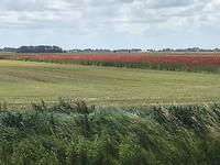 Ook in Nederland mooie bloemenstroken langs de akkers