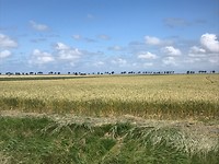 Tarwe akker in de wind