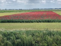 “Artenschutzstreifen” maar dan in Nederland ;-)