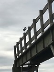 Scholekster bovenop brug