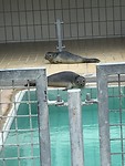 Zeehondencreche Pieterburen