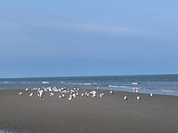 Zeemeeuwen op strand