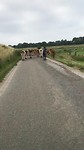 Koeien en een strontschuiver op de dijk
