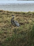Reiger in hartje Amsterdam