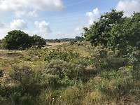 Duingebied onderweg van Haarlem naar Leiden
