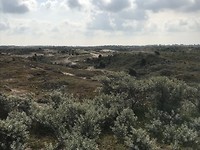 Duinen