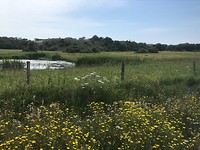 Wassenaar