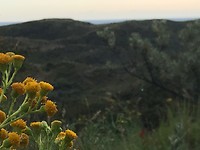 Bloemen in de duinen