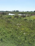 Biesbosch