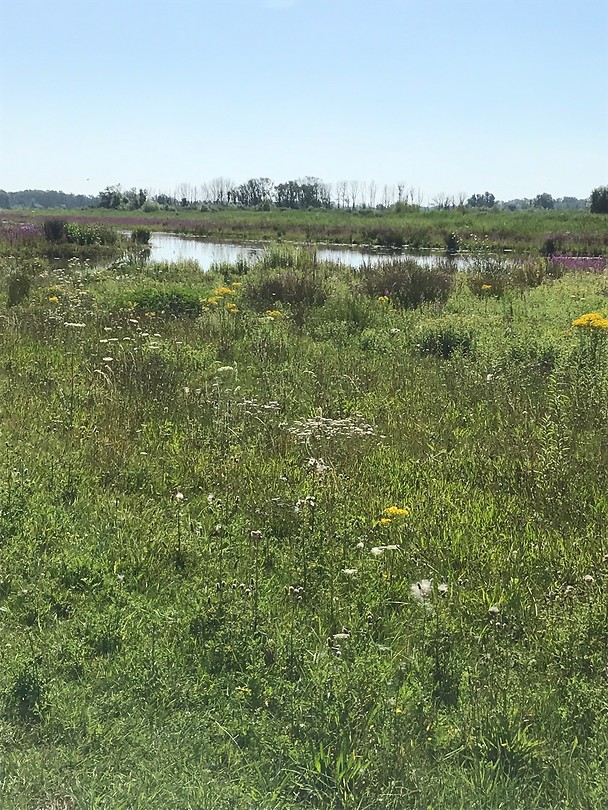 Biesbosch