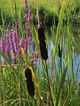 Bloemen in de Biesbosch