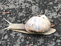 Enorme slakken met huizen onderweg