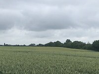 Korenveld onder dreigende, grijze luchten