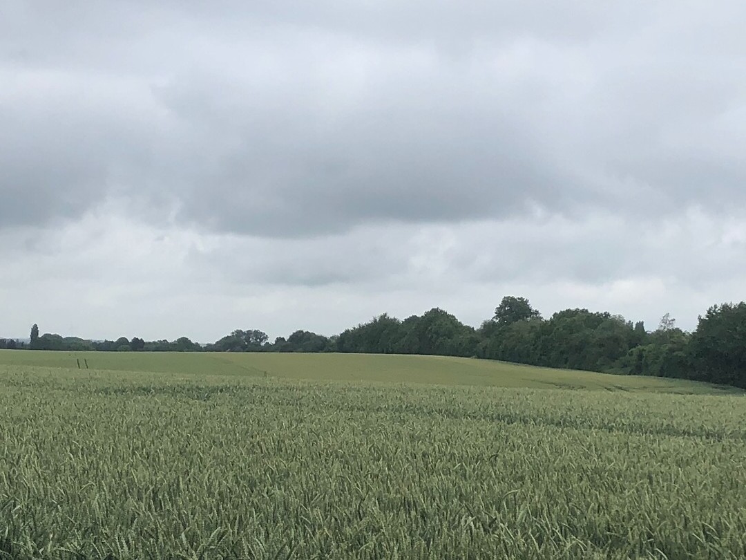 Korenveld onder dreigende, grijze luchten