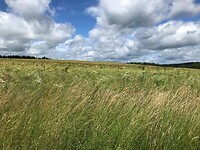 Alweer zo’n mooie bloemenveld, eindelijk met wat zon erboven