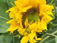 Ontluikende zonnebloemen onderweg