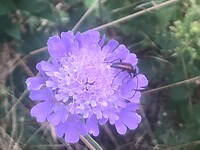 Mooi bloemetje met beestje onderweg