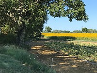 Veld zonnebloemen, eindelijk in volle bloei