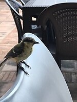 Eerste koffietje in Spanje (La Vajol) met gezelschap