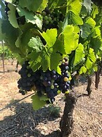 Druiven onderweg in Frankrijk in Languedoc