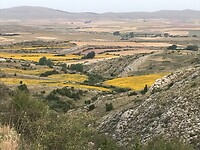 Zonnebloemen in een verder desolaat landschap