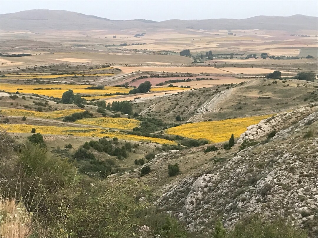 Zonnebloemen in een verder desolaat landschap