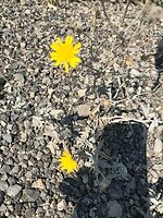 Nog steeds volop mooie bloemen in de berm, ondanks de zinderende hitte