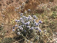 Bloemen