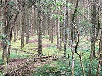 Bos onderweg