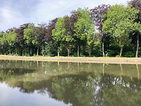 Mooie beuken langs de Zuid-Willemsvaart