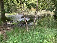 Bossen in het water