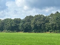 Ree in de verte in het gras (goed kijken!)