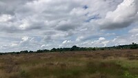 Concert van de Veldleeuwerik boven de Strabrechtse Heide