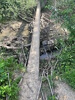 The monkey bridge